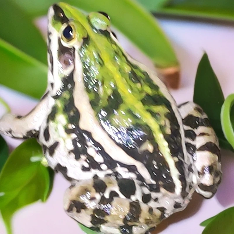 农村稻田养殖新鲜稻蛙肉现捉现发快递包邮