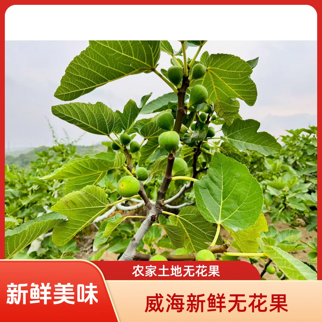 （山东省外包邮）威海青皮无花果