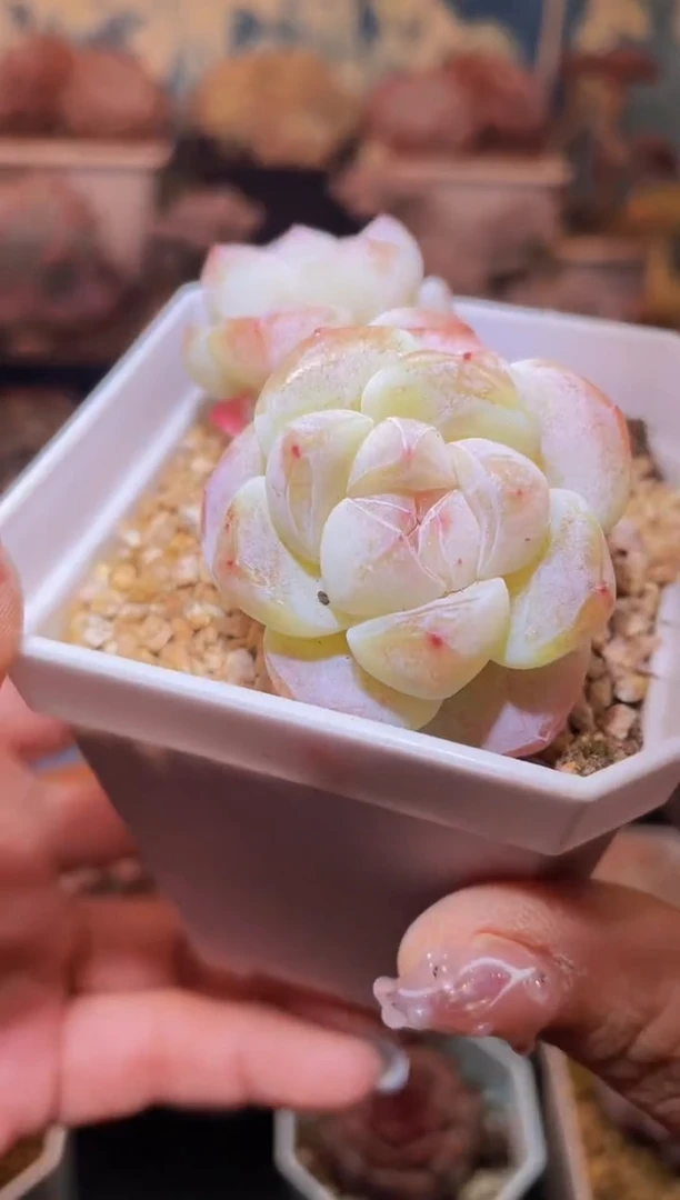 【闪购商品】136琥珀冰玉