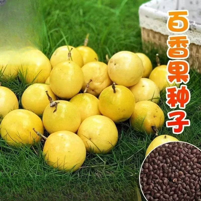 【黄金百香果种子】满天星百香果四季播阳台盆栽百香果种子