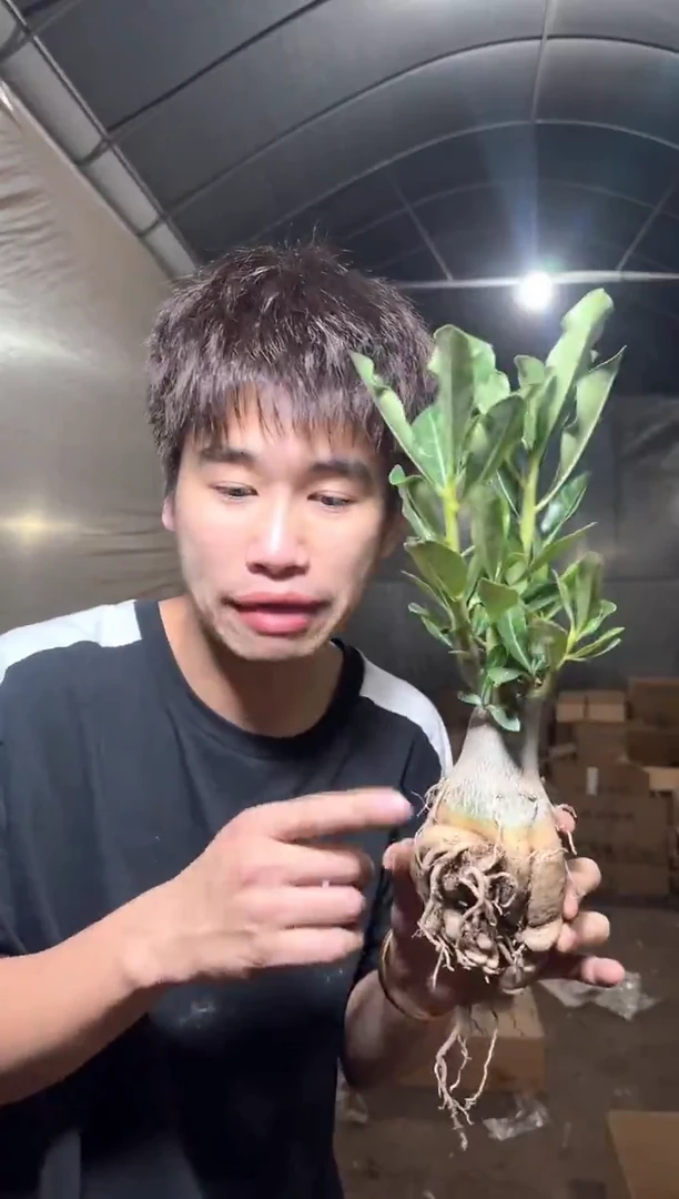 沙漠 玫瑰【带根】