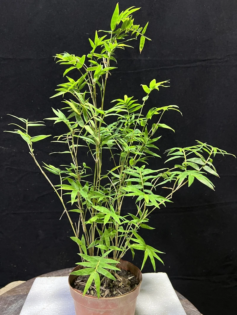 米竹慈孝竹凤尾竹绿色前台室内庭院绿植盆栽盆景简约造景大气茶室