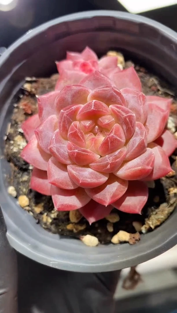 闪购531  天使珍妮多肉一颗   4.5厘米