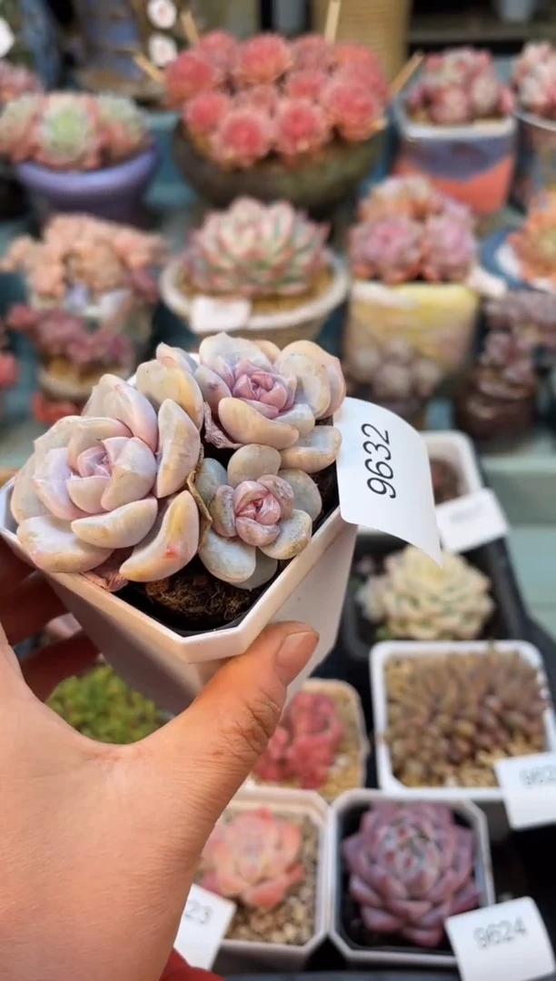 9632三头汉堡珍妮多肉