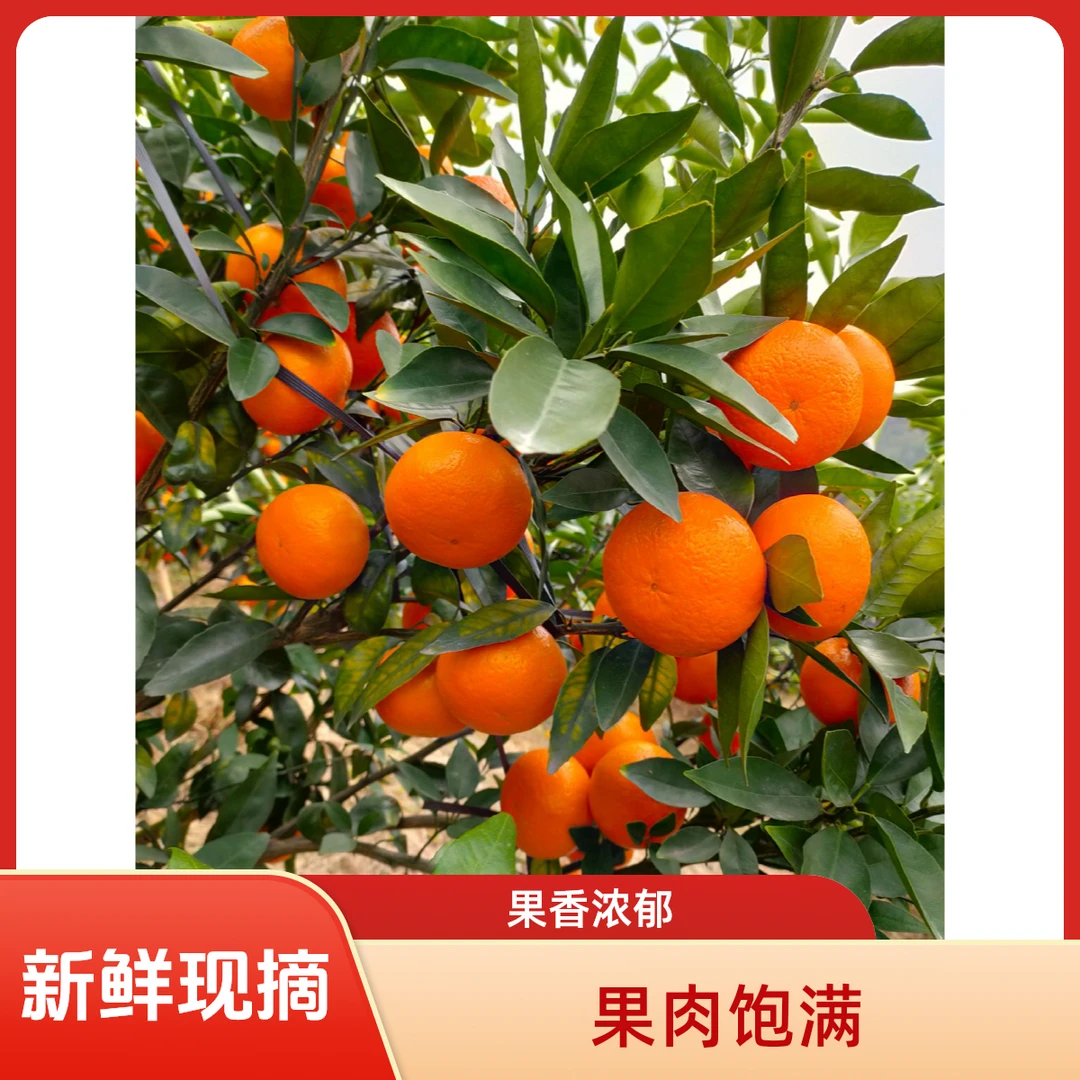 【果园直发】头茬正宗沃柑现摘新鲜多汁果肉饱满沃柑当季水果橘子