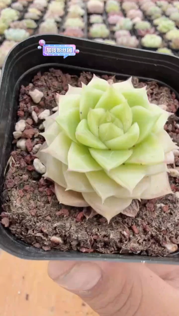 东云多肉园二店-24