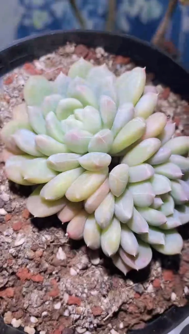 【闪购商品】591百达多肉