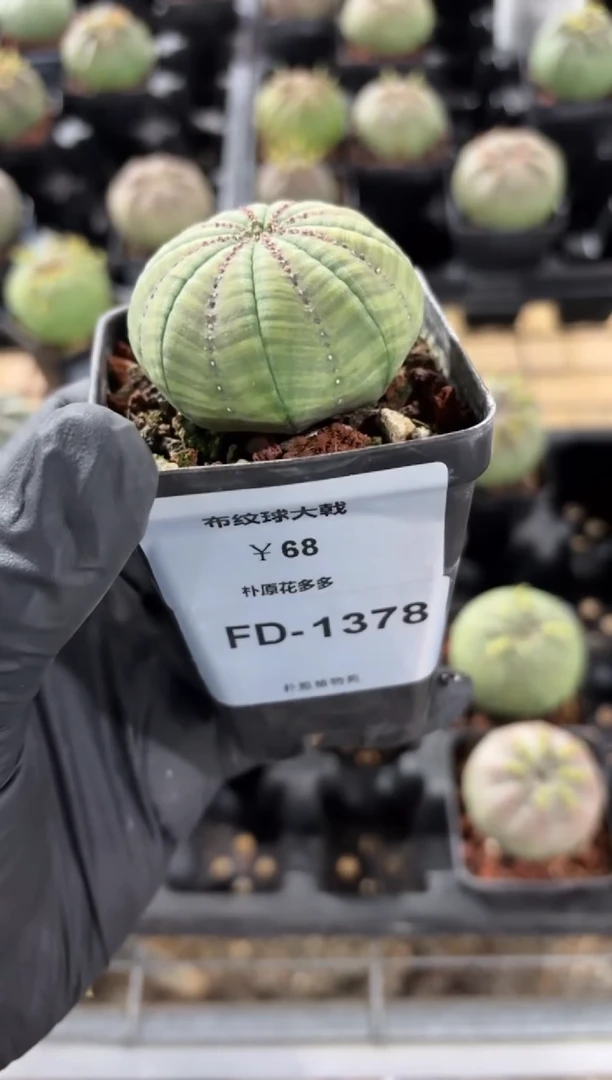 咸**园布纹球大戟FD-1378