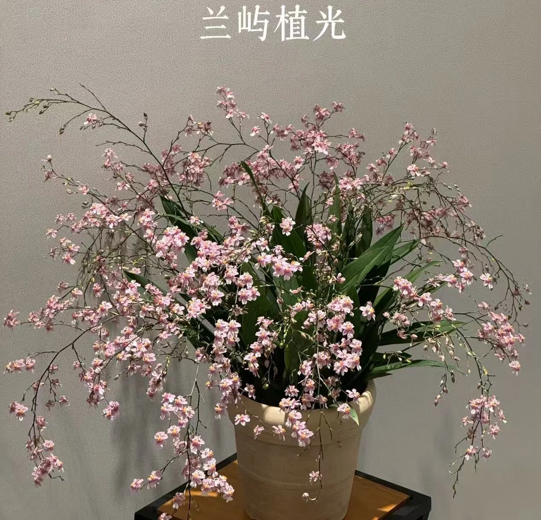 粉梦香 樱花粉（光宗）保底7-9支花剑 文心兰花卉盆栽香味