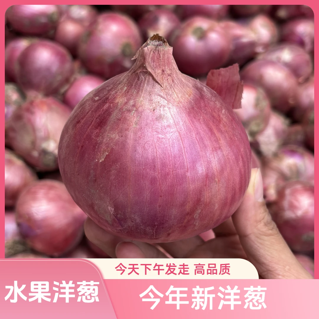水果洋葱今年新洋葱红皮洋葱脆甜河南洋葱开封新鲜蔬菜紫红皮洋葱