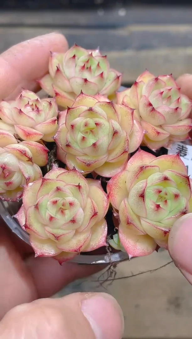 158碧玉霓虹三边线   量拍