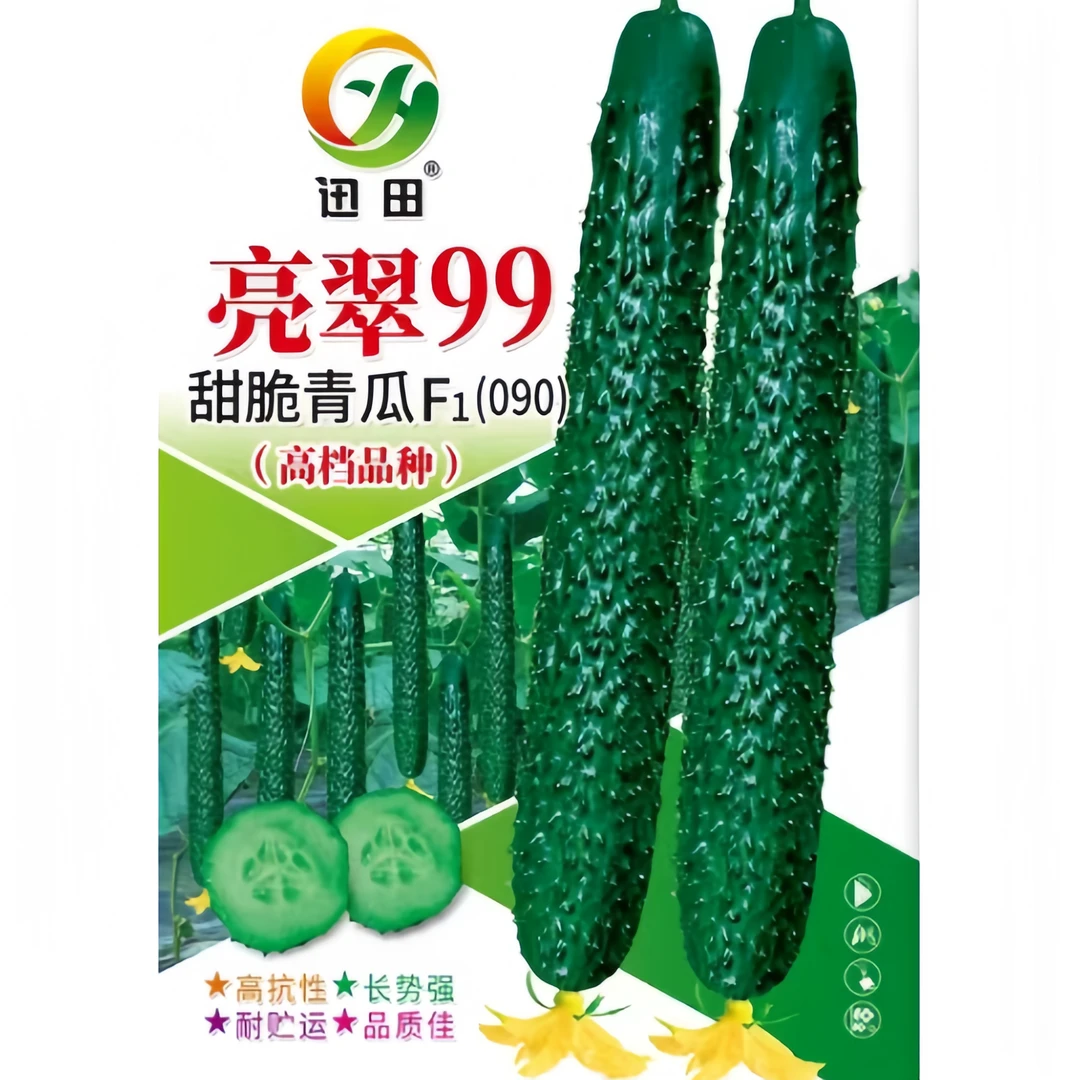 青瓜种子迅田090*亮翠99甜脆青瓜刺青黄瓜种子