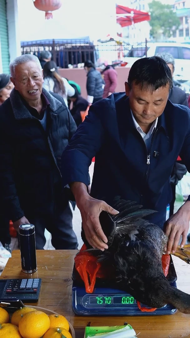 中国大陆菜鸭C01（7.5斤）