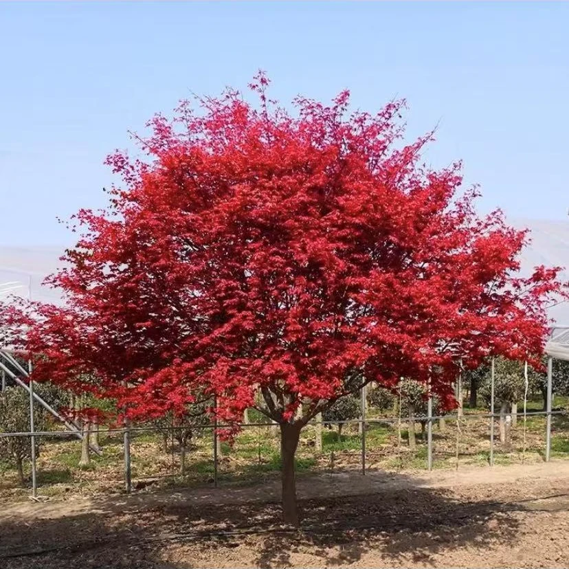 庭院别墅红枫树带土球包邮京东送上门修建保留1.6米左右去叶发货