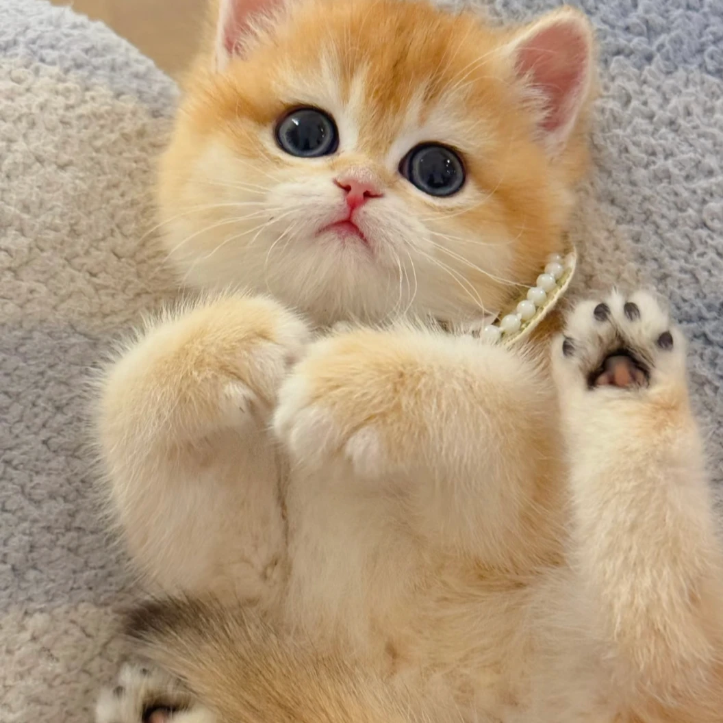 【撸猫】超可爱金渐层猫猫的专属宠物链接