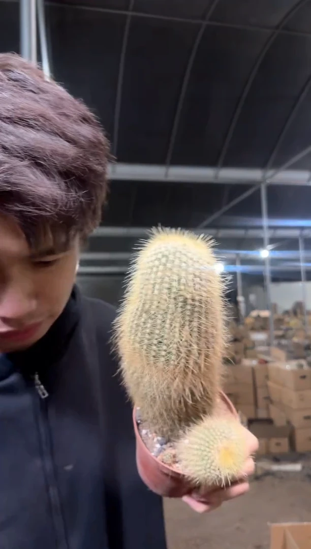 大单头 金丝猴【带根】