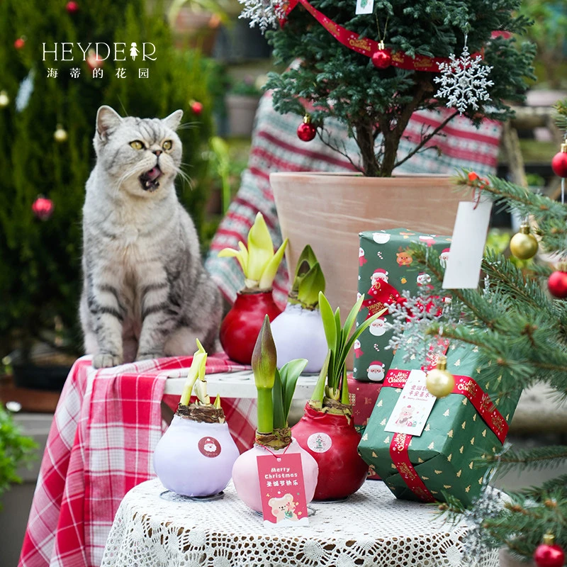 海蒂的花园进口重瓣朱顶红种球蜡封室内开花球根花卉无土栽培种球