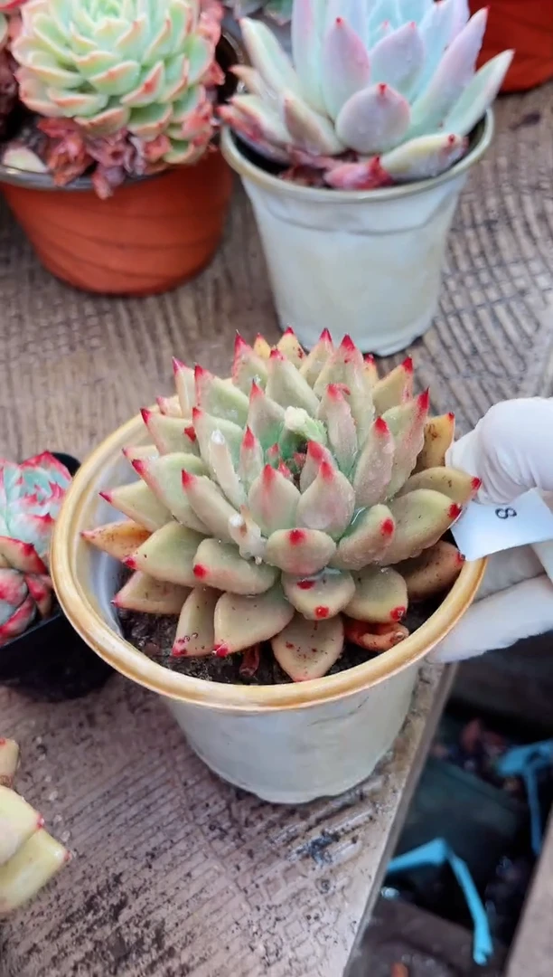 【闪购商品】09118多肉