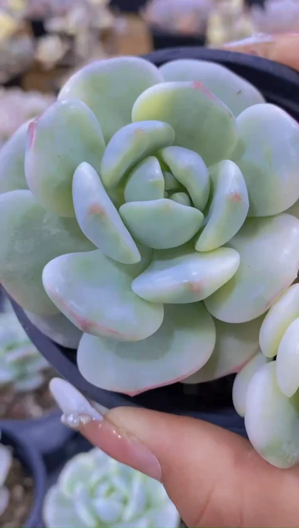 26- 香草锦（量拍）