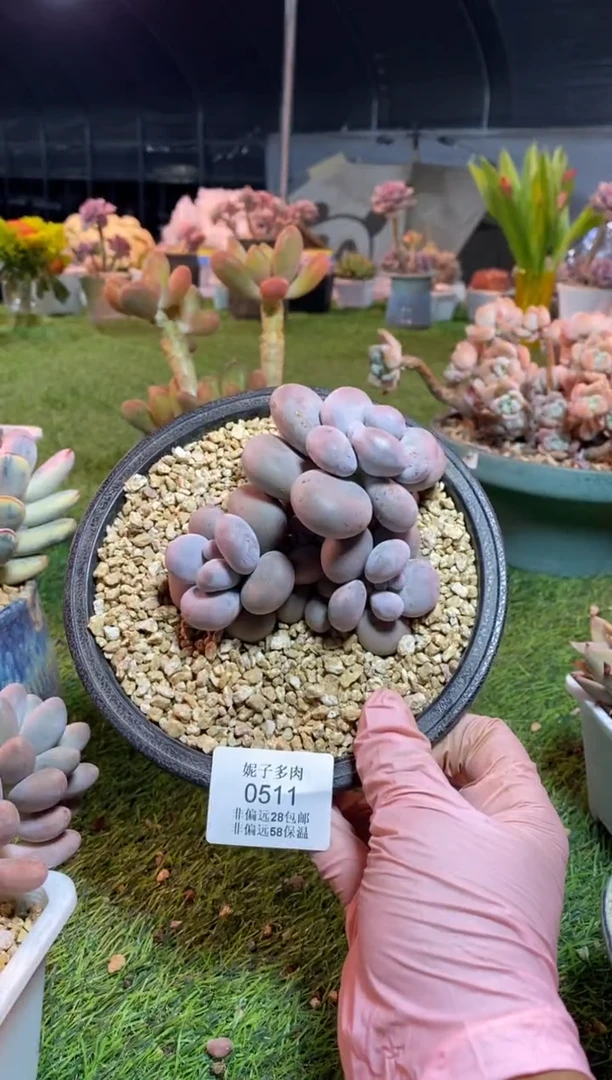 【闪购商品】0511a