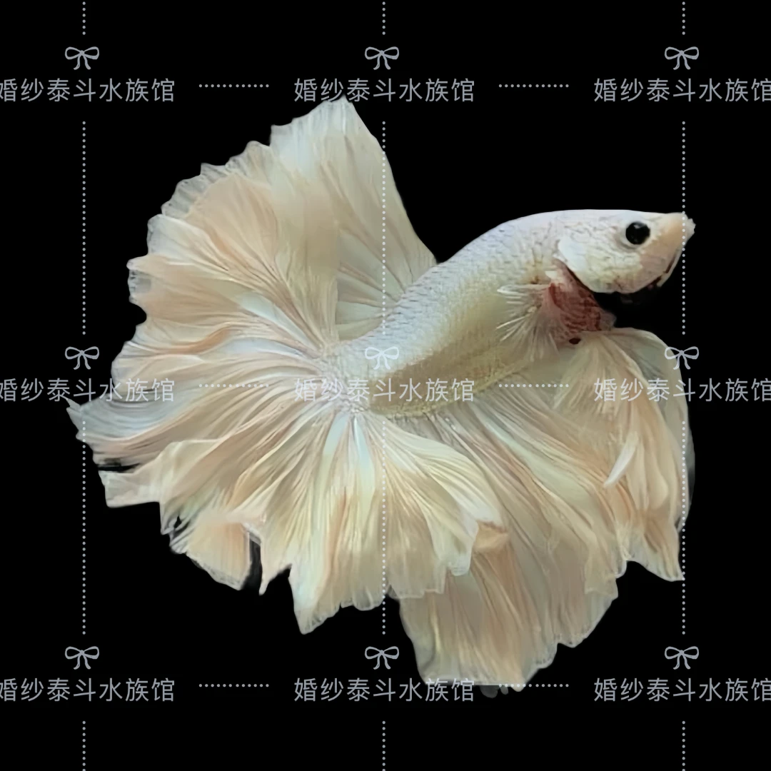 B5（97-120）泰国精品斗鱼热带小型观赏鱼水族宠物鱼-直播间选鱼