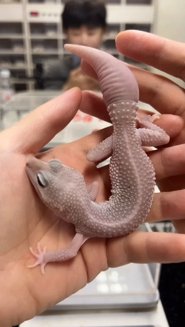 豹纹守宫64豹纹守宫