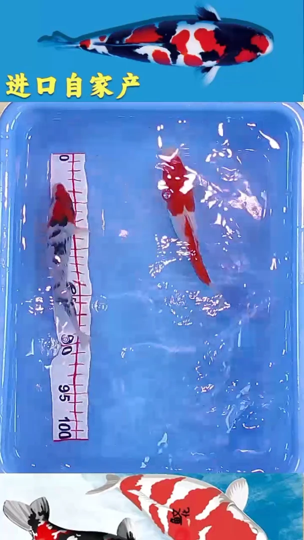 锦鲤2025/12/25悦鲤阁锦鲤甄选--1