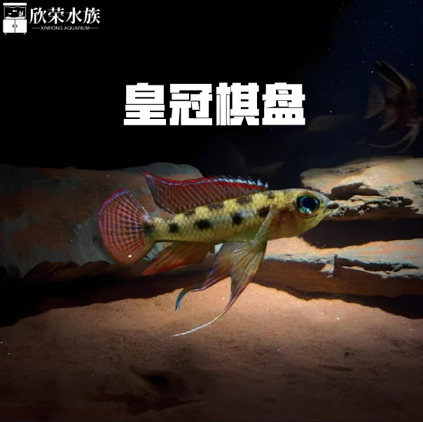皇冠棋盘短鲷 燕尾棋盘 小型热带观赏鱼适合草缸饲养