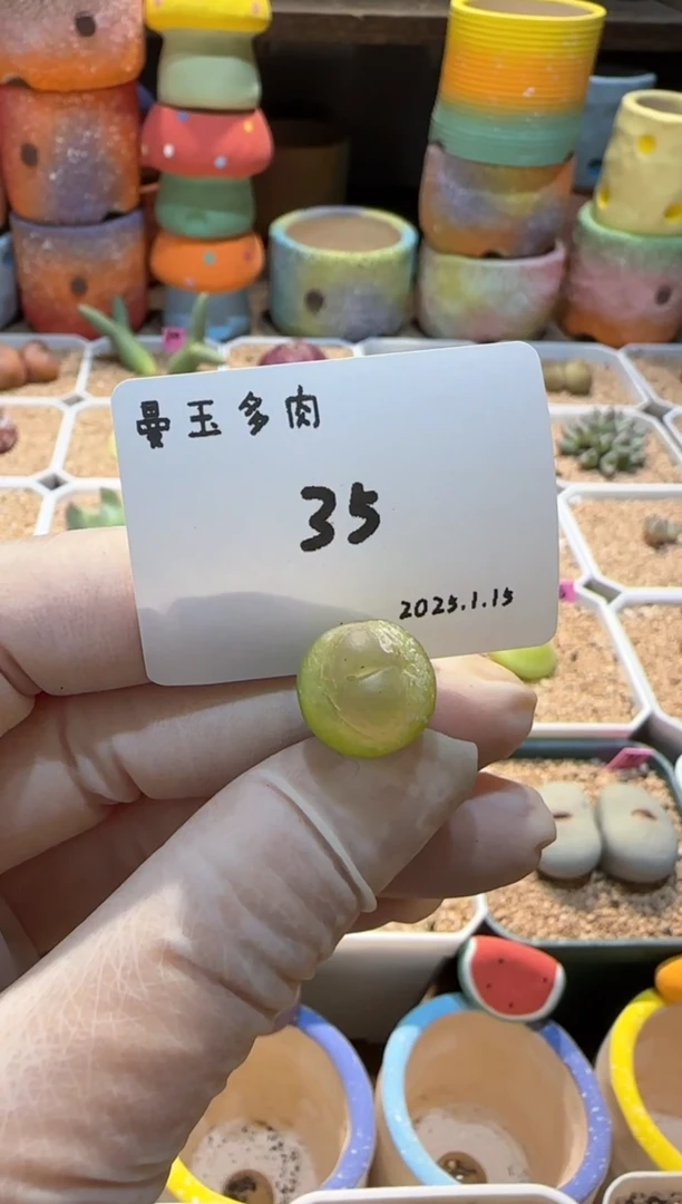 【闪购商品】25.1.15-35Macchiato