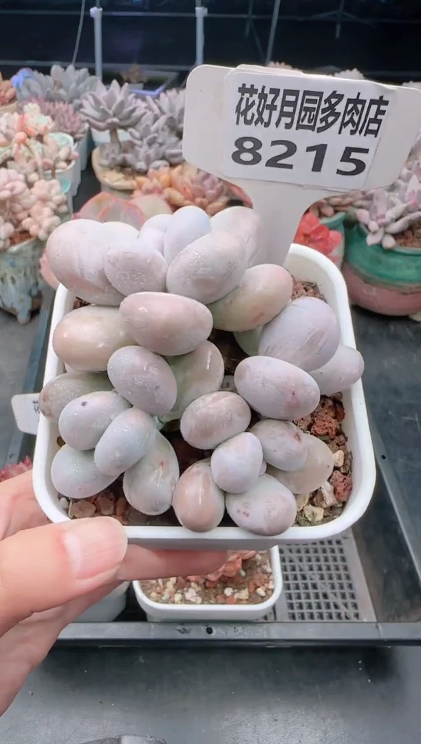 【闪购商品】8215.