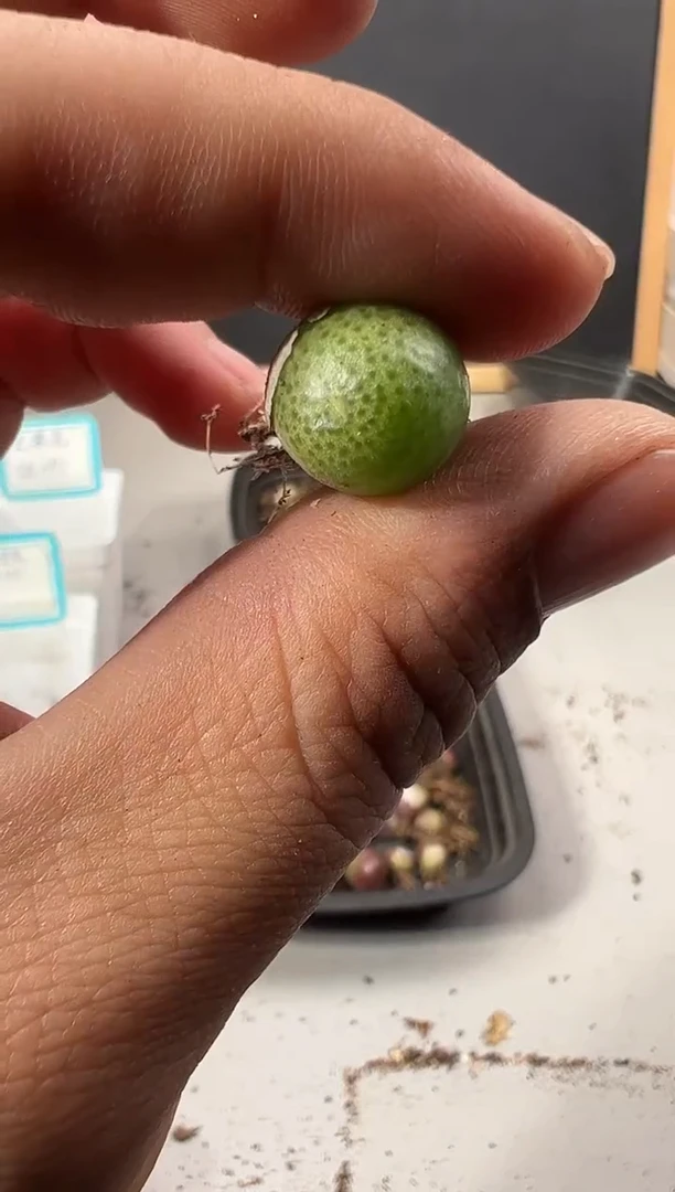 【闪购商品】量拍玉米1颗