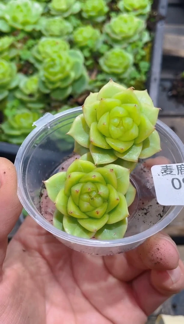 092凝星小的      量拍2颗
