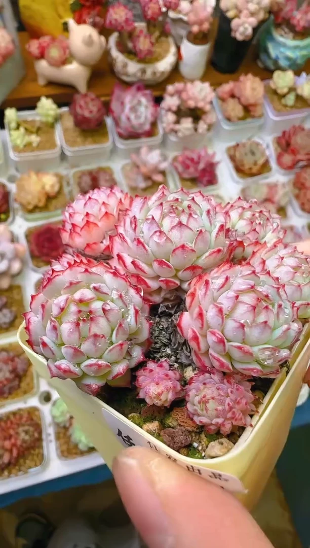 【闪购商品】凭—751—仙农（红二条）