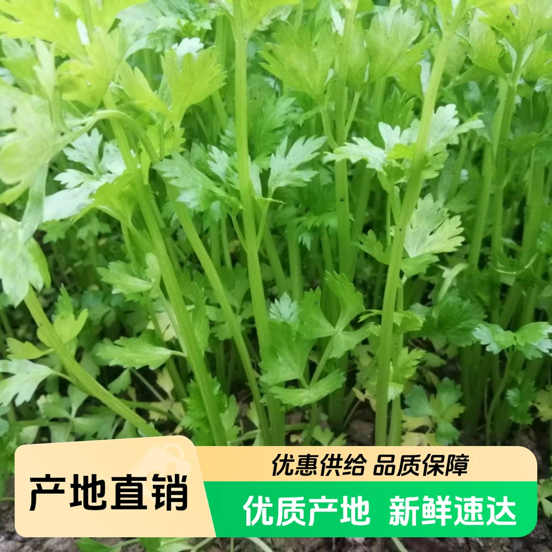 本地现拔香芹 新鲜脆嫩g 包邮