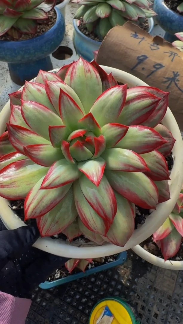 E602惊鸿仙子（裸根发货）