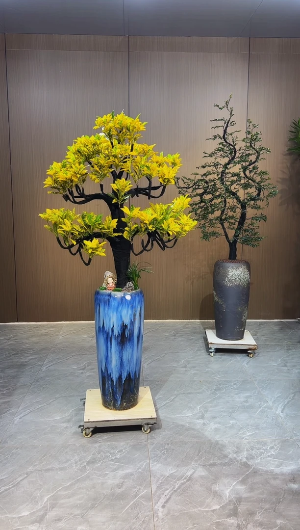 无花朵宝****）洒金榕