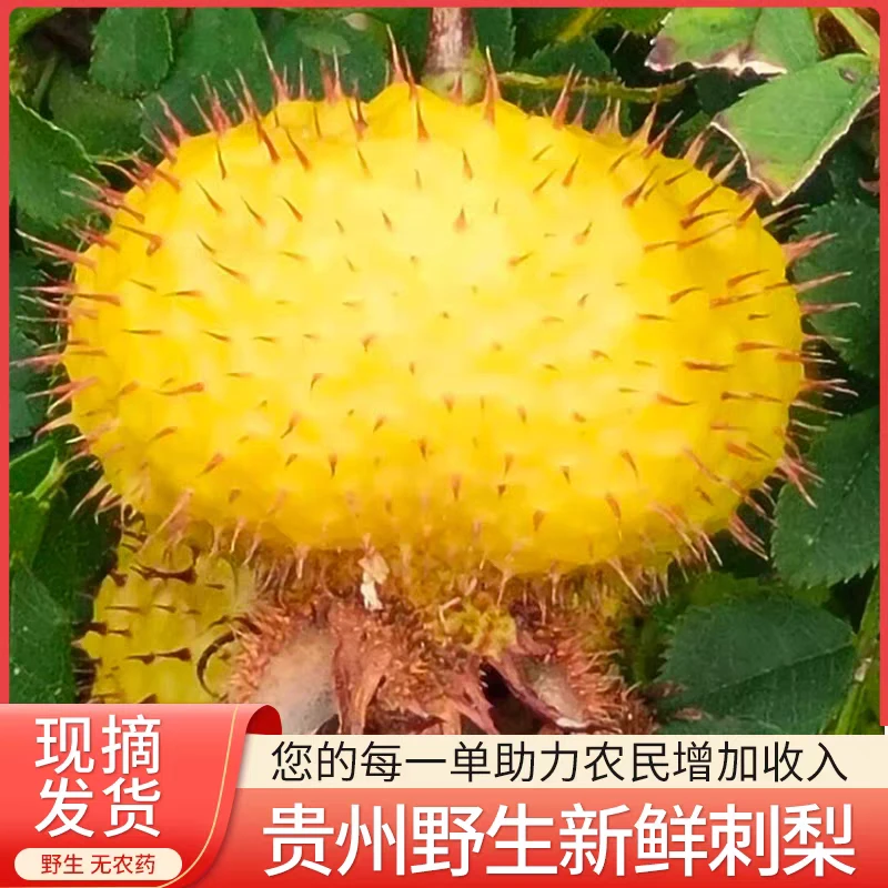 贵州特产刺梨鲜果晒干刺梨泡酒泡水天刺力产地现摘新鲜金刺梨鲜果