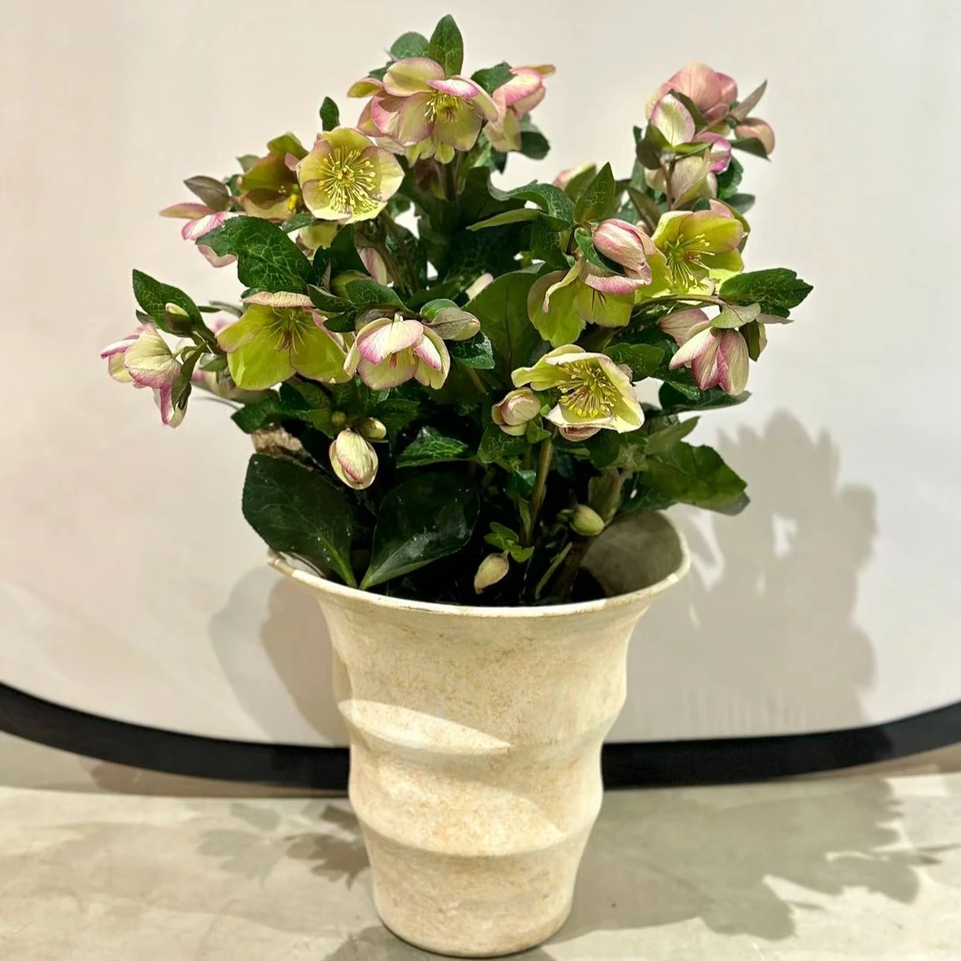 铁筷子粉晶花苗盆栽带花室内耐寒花卉年宵花地栽植物好养