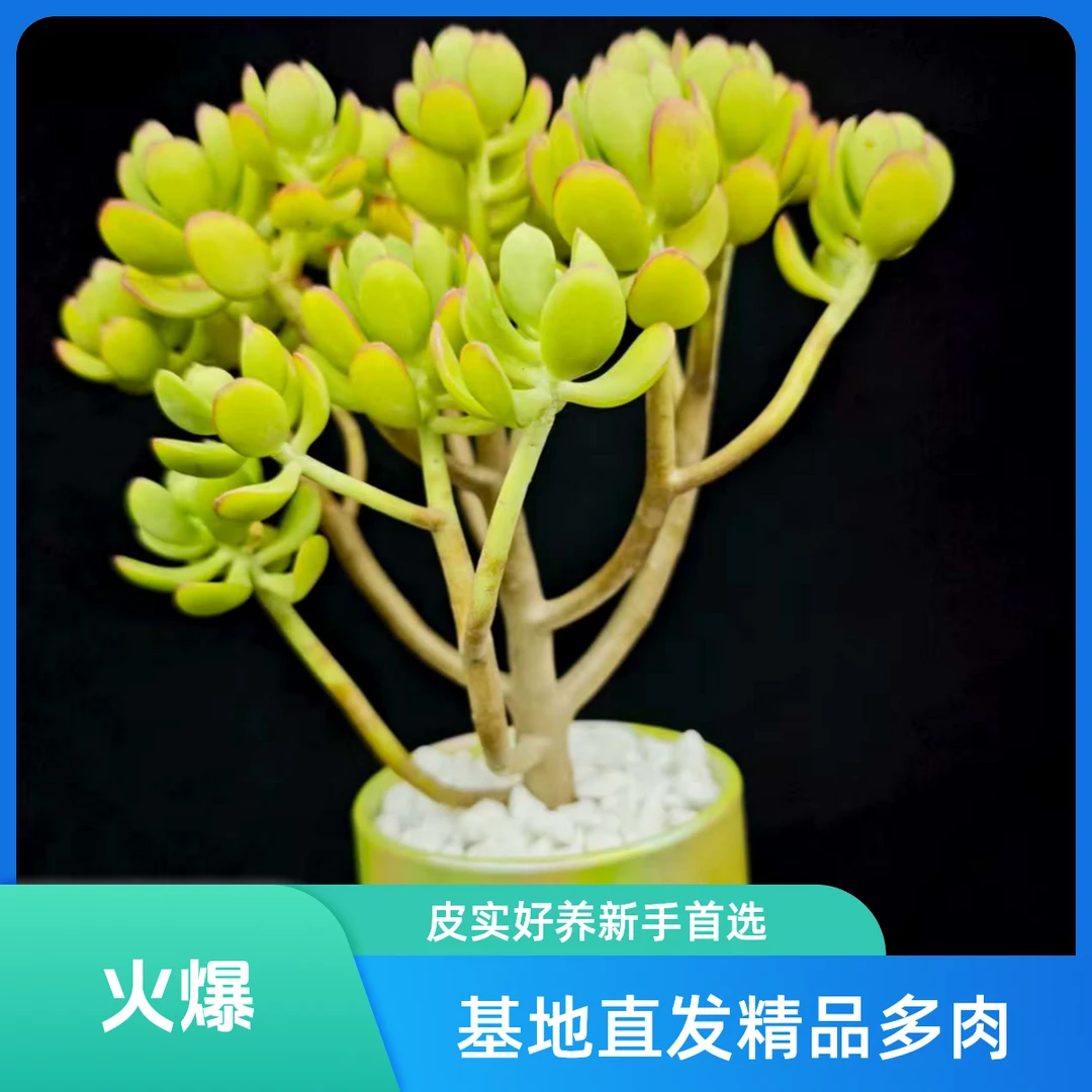 达摩宝珠玉树爆款多肉植物盆栽老桩皮实好养招财新手庭院阳台花卉