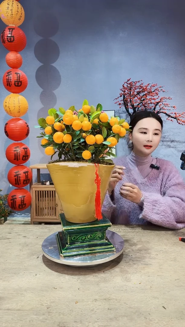 【闪购商品】盆景年桔