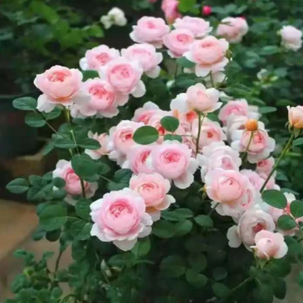 瑞典女王 丛生月季花四季开花勤花品种阳台庭院好养活花期长