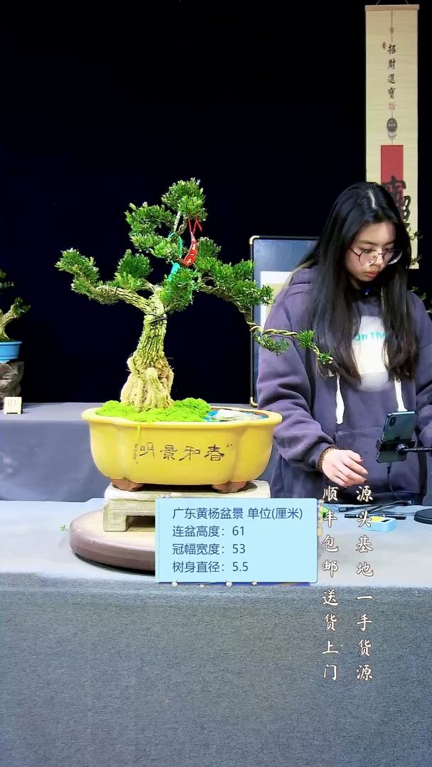 【闪购商品】雀舌黄杨盆景雀舌黄杨盆景