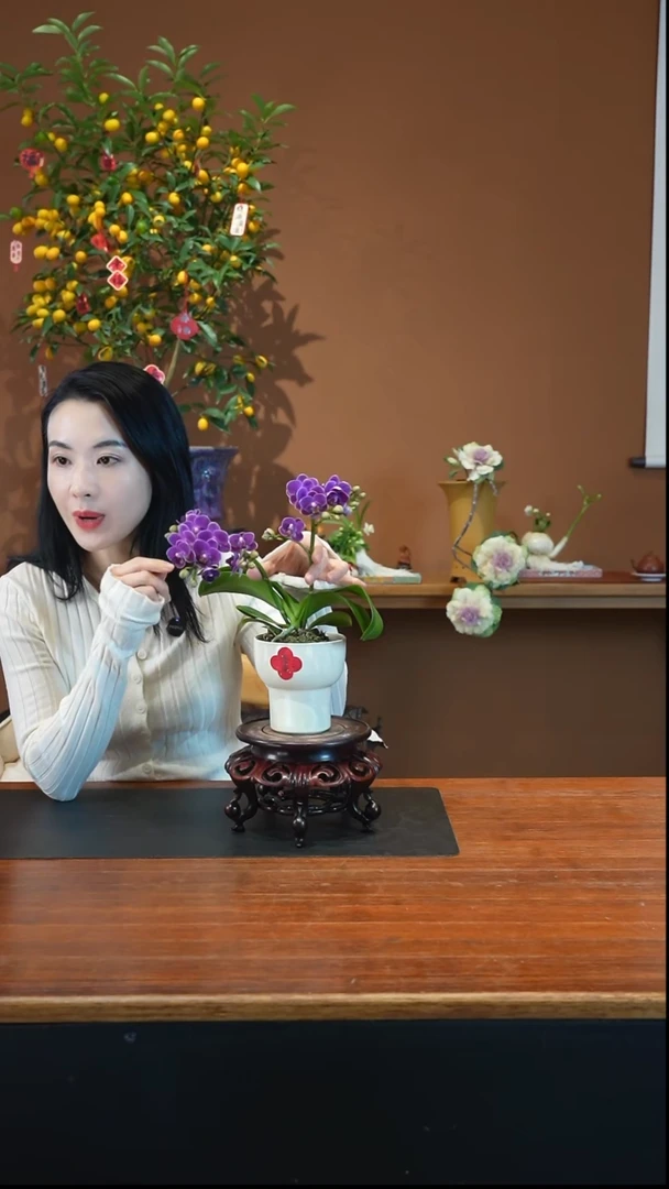 全部花朵蝴蝶兰盆景盆景盆景