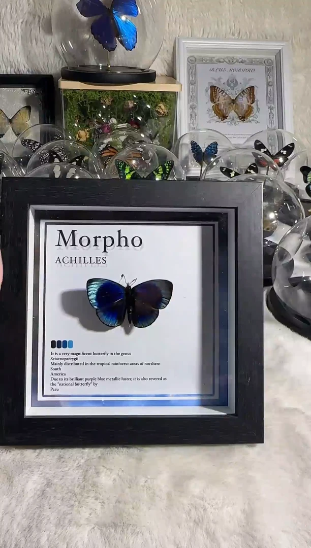 有机玻璃红叶星蛱蝶精美蝴蝶