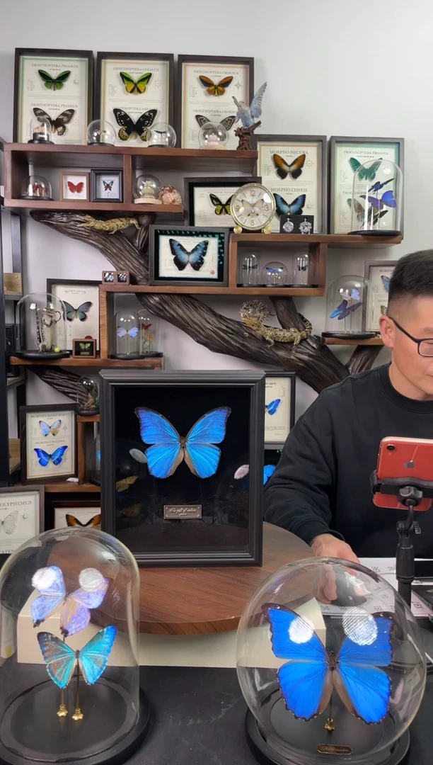 爷大蓝闪蝶-黑绒底版【10寸欧式框】