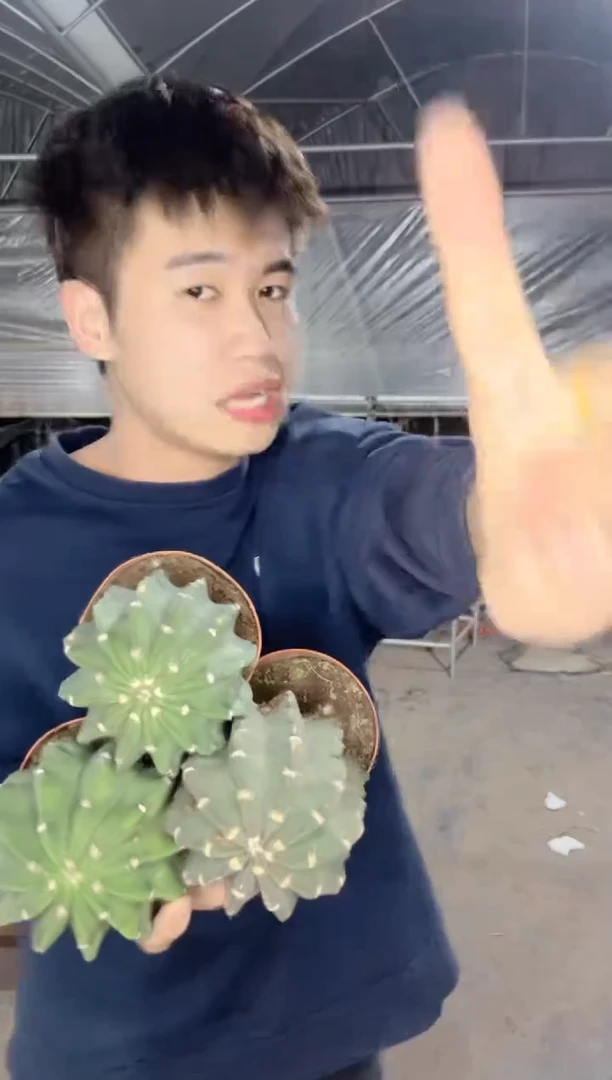 【闪购商品】3颗 实生根 短毛丸 6-8cm