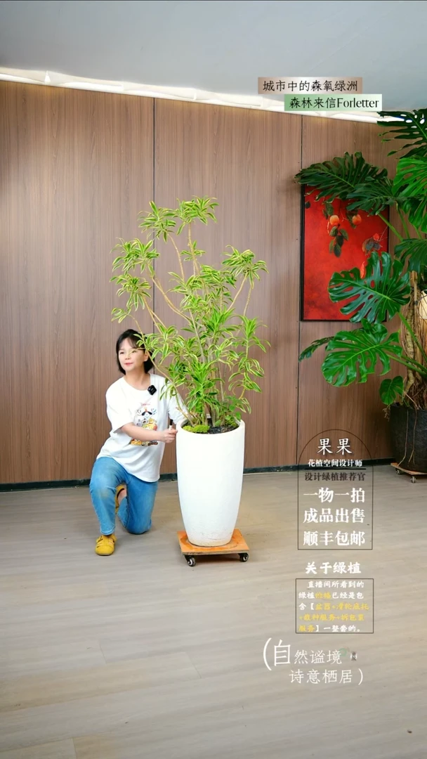 不开花植物金边百合竹福利款