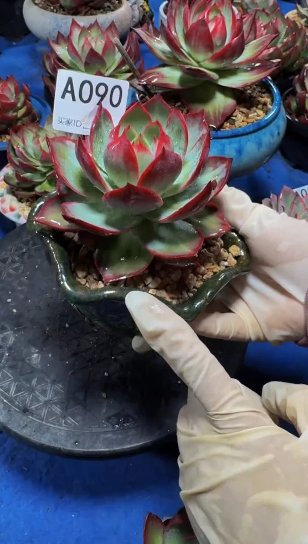 A090惊鸿仙子（裸根发货）