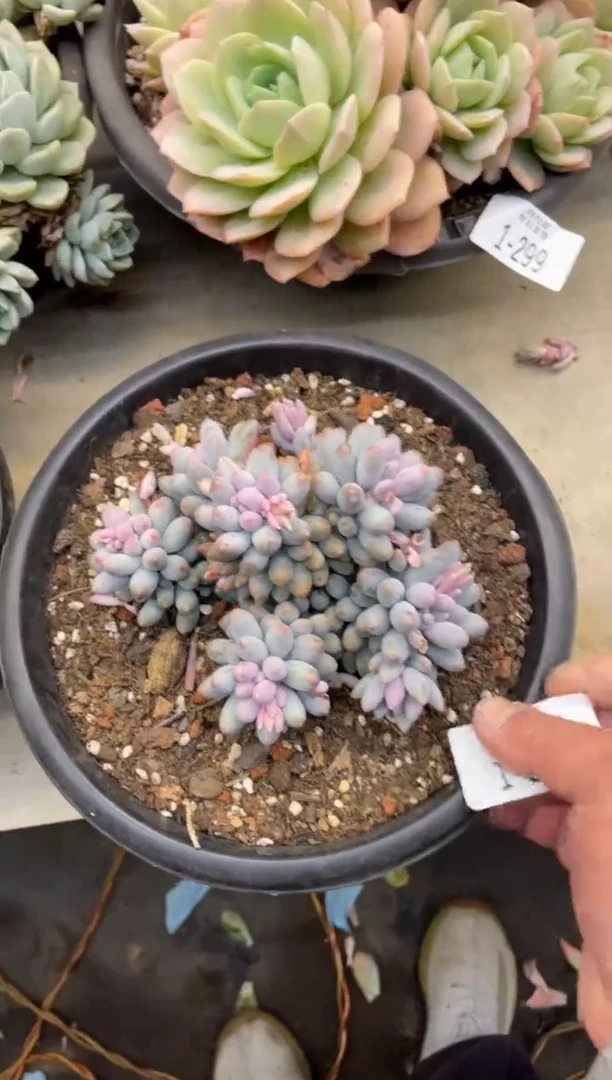 【闪购商品】1-302手指