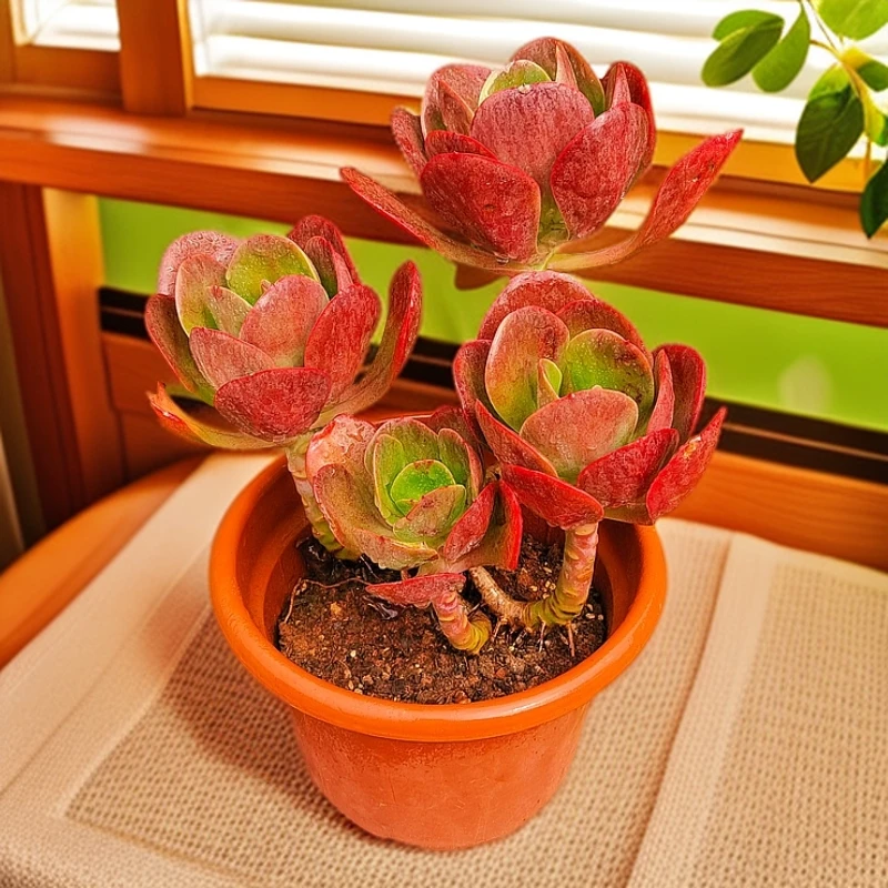 LL 玲珑 多头大唐玫瑰 多肉植物好看新手好养客厅一单包邮